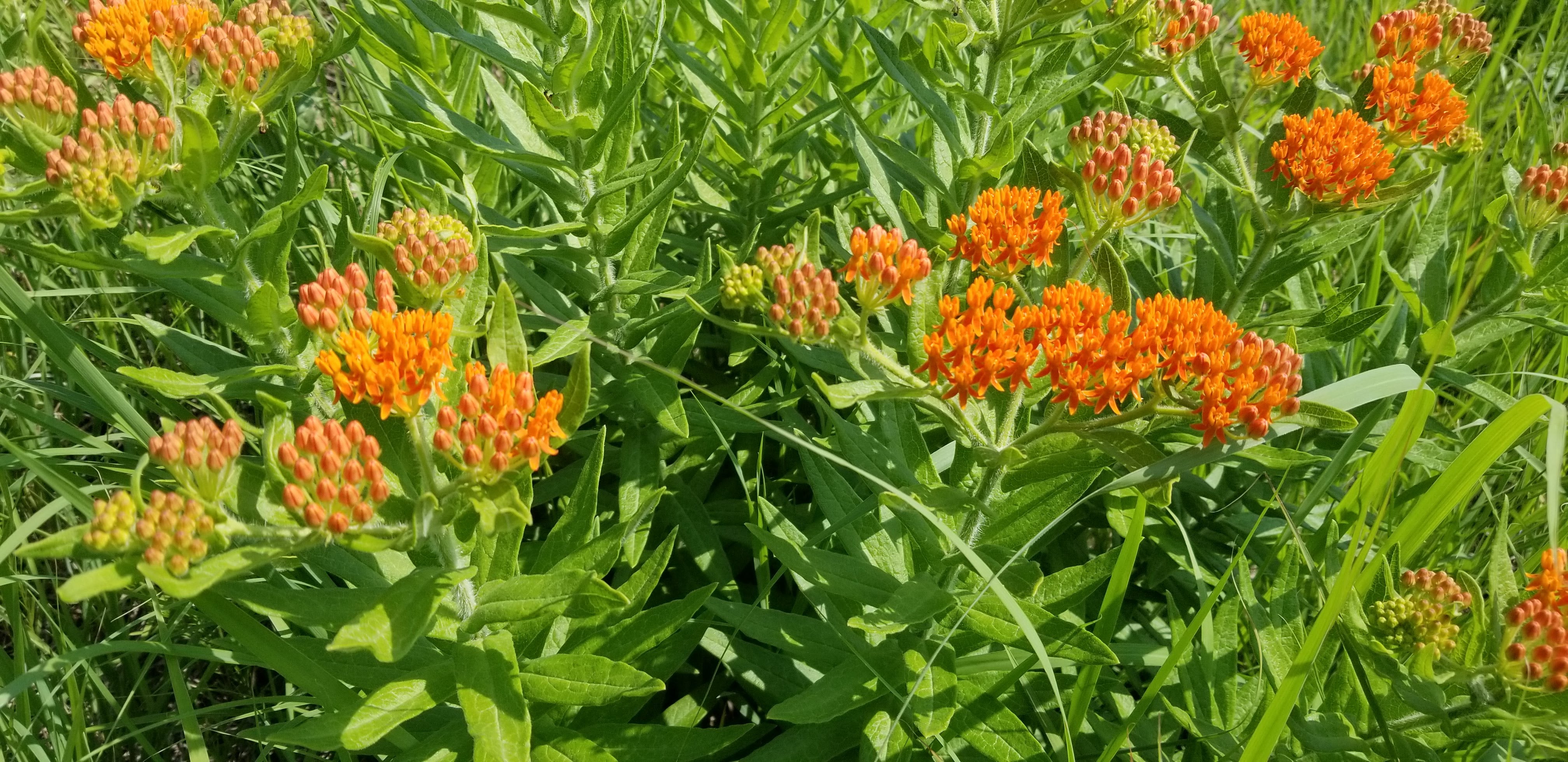 Hoksey Native Seeds