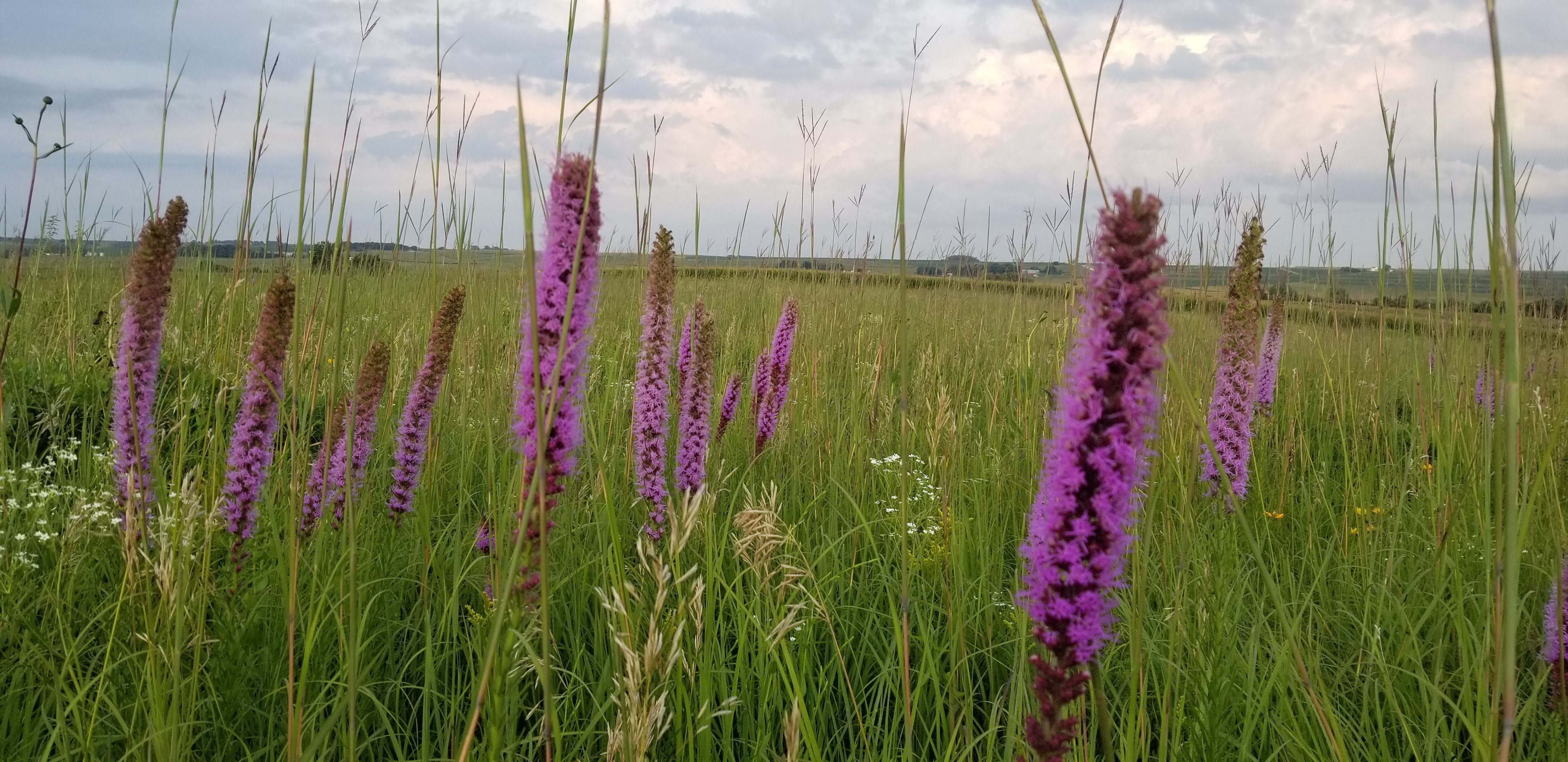Hoksey Native Seeds