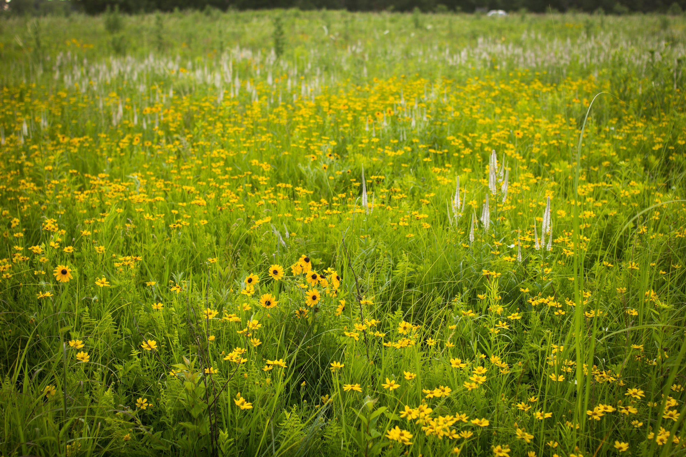 Hoksey Native Seeds