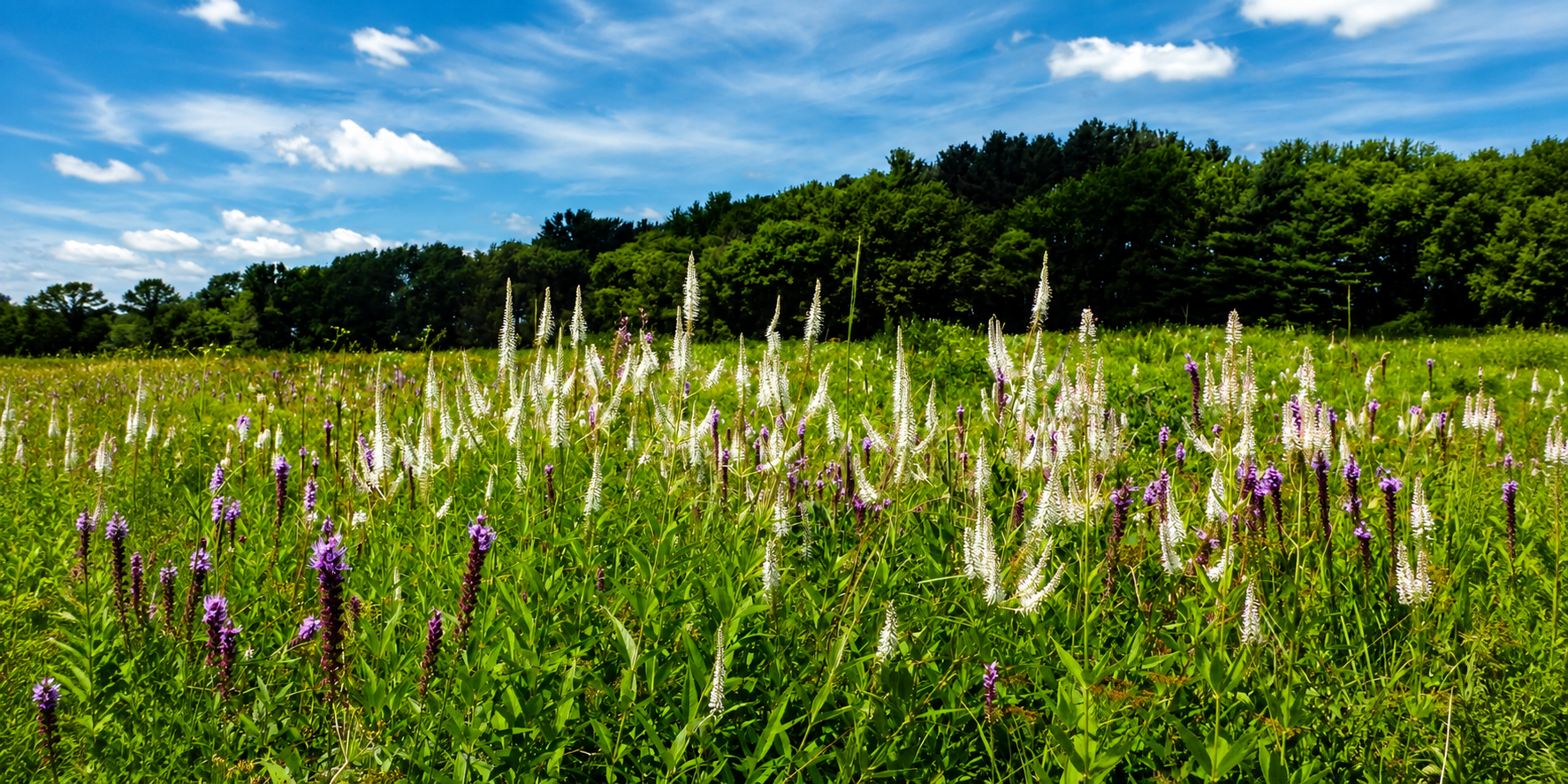 Hoksey Native Seeds