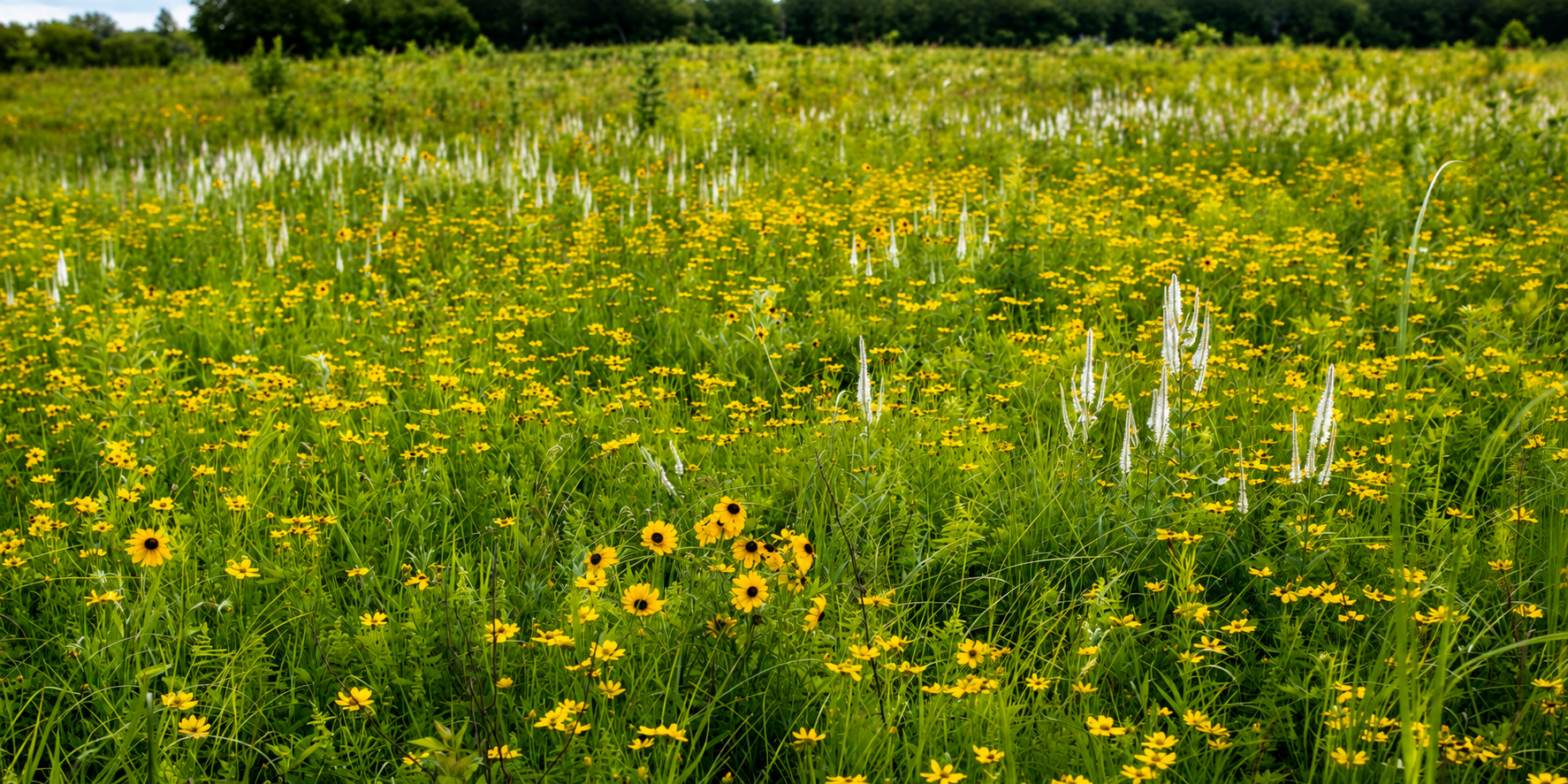 Hoksey Native Seeds