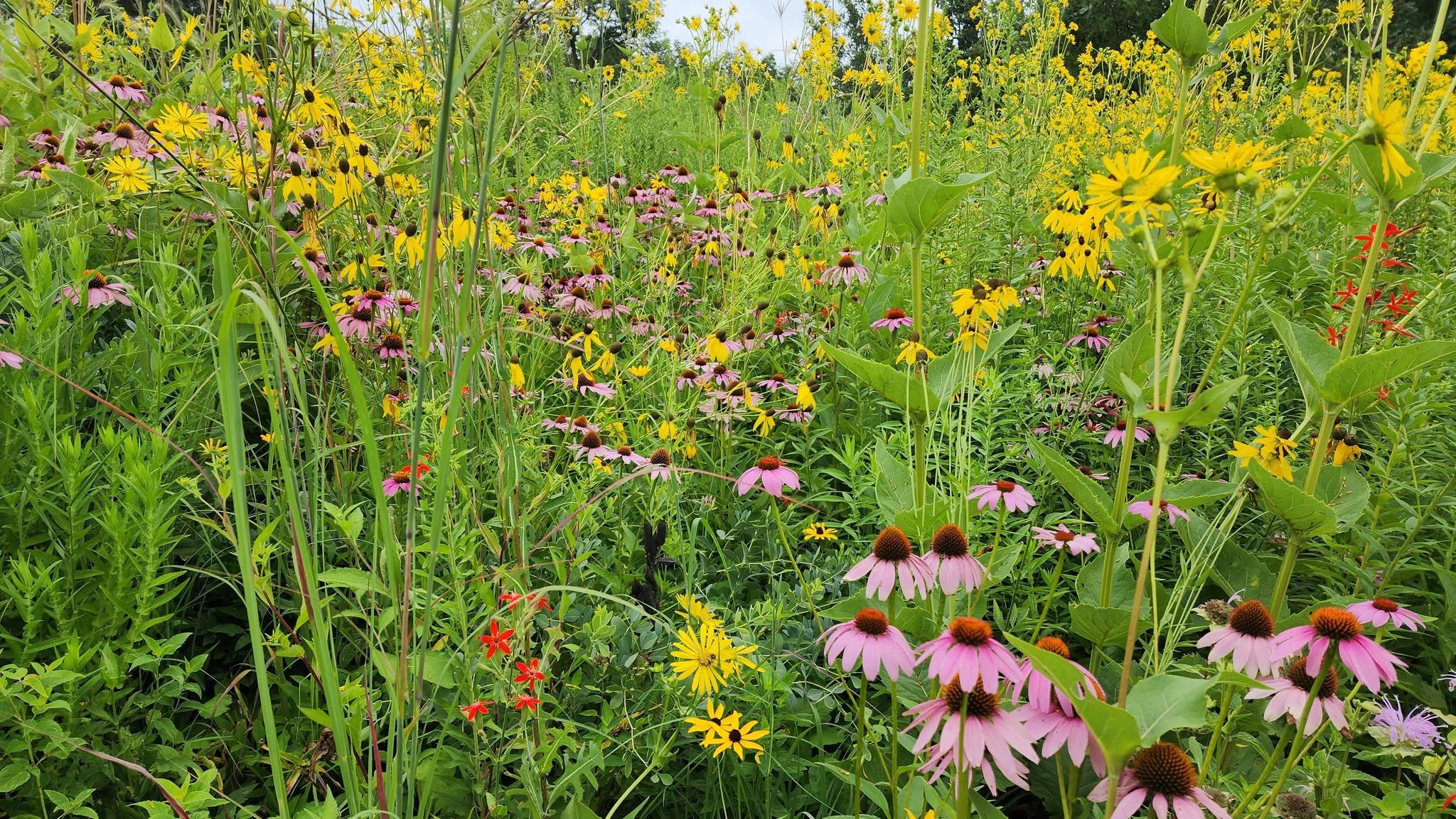 Hoksey Native Seeds