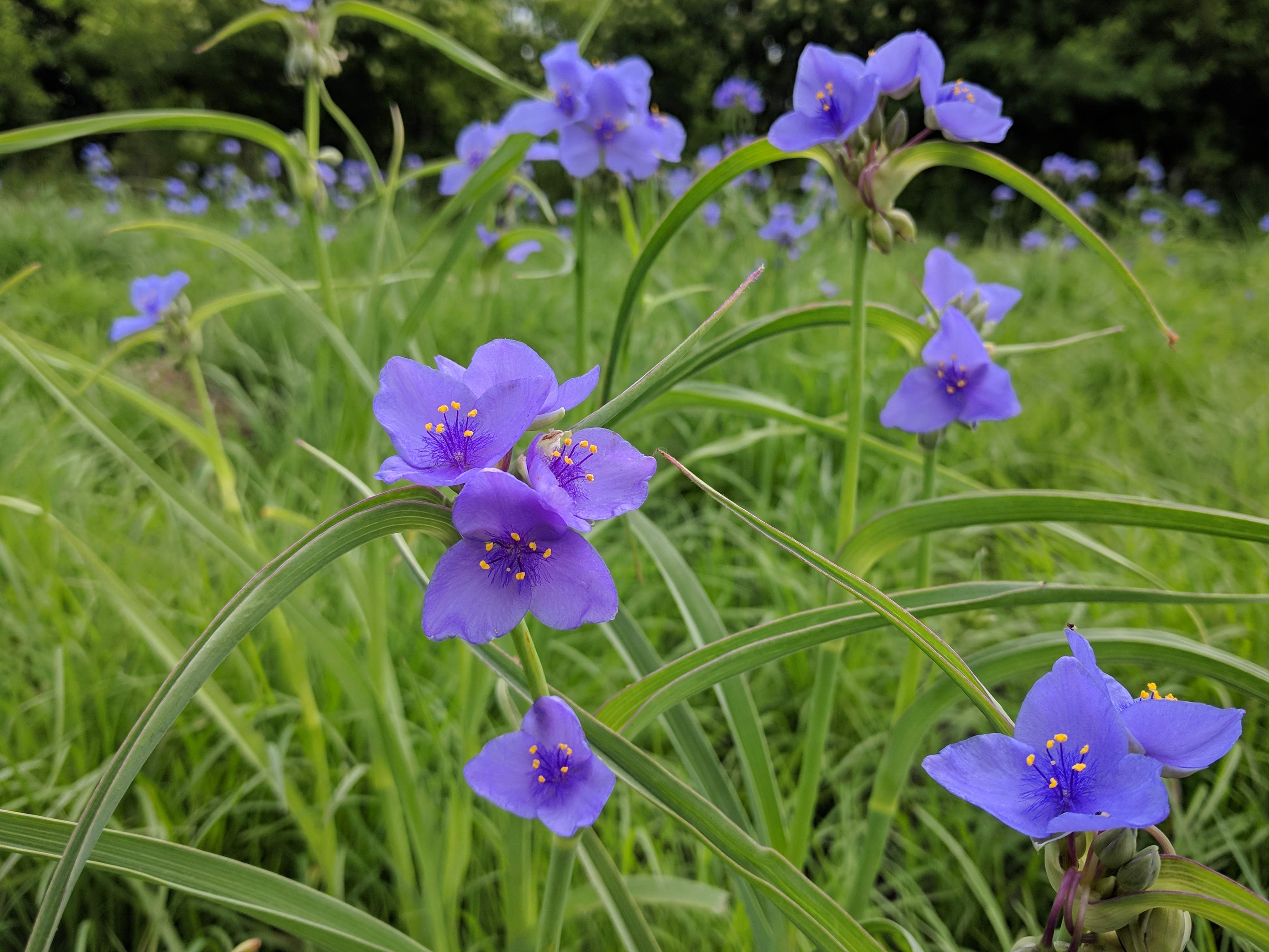 Hoksey Native Seeds