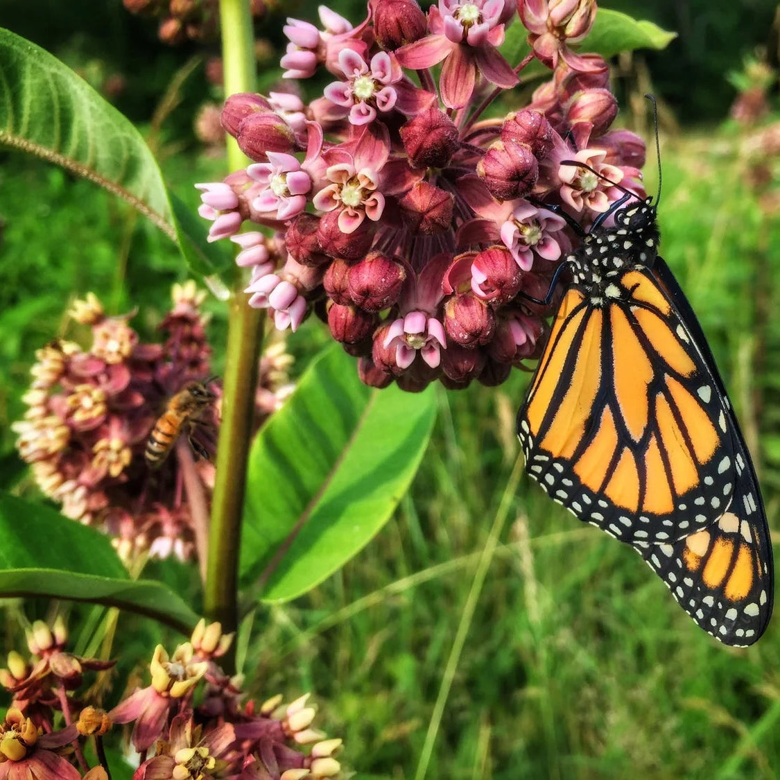 flower seeds for bees and butterflies Native Bee and Butterfly Mix