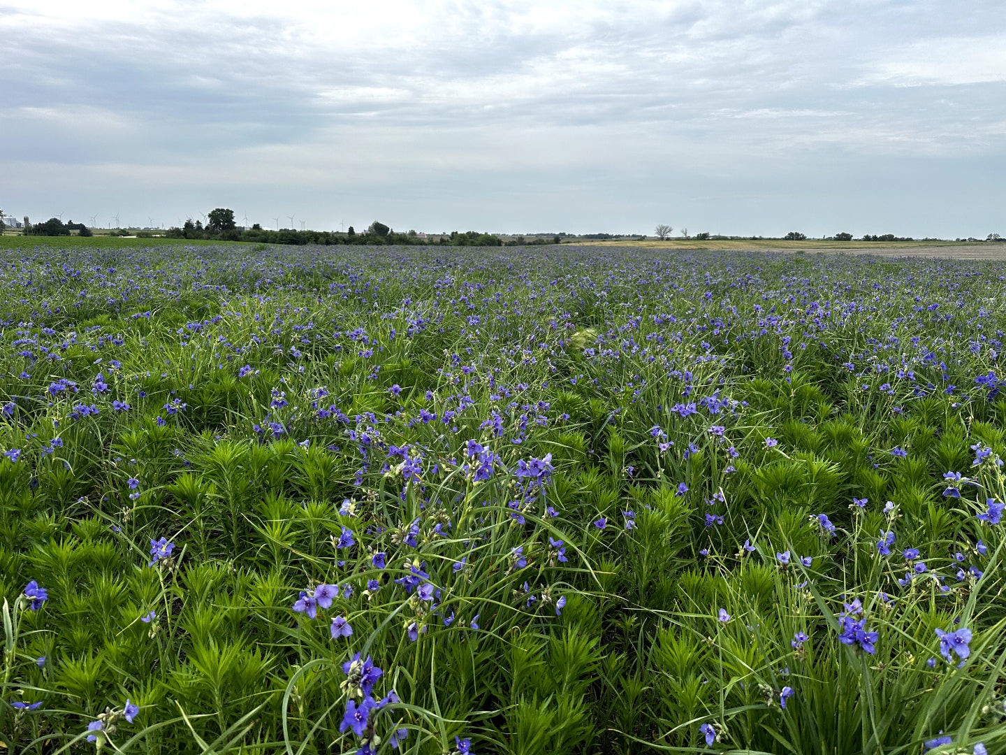 Hoksey Native Seeds