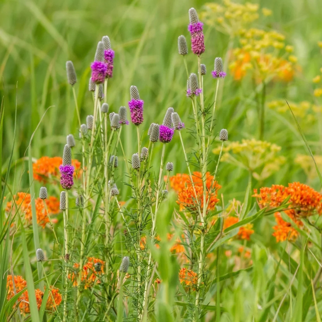Should You Plant Wildflowers Before Big Bluestem in a Prairie Restoration?