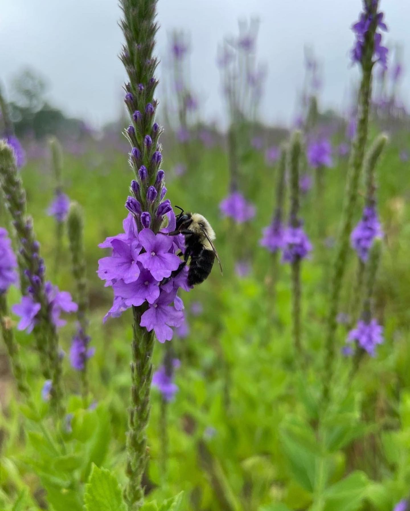 What Is a Prairie Remnant? How to Tell If You Have One