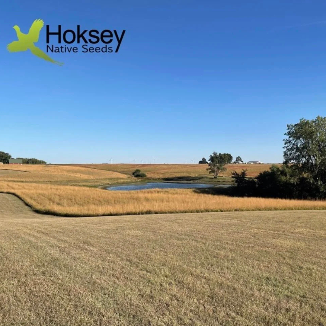 What Prairie Grass Should I Plant Near My Pond?