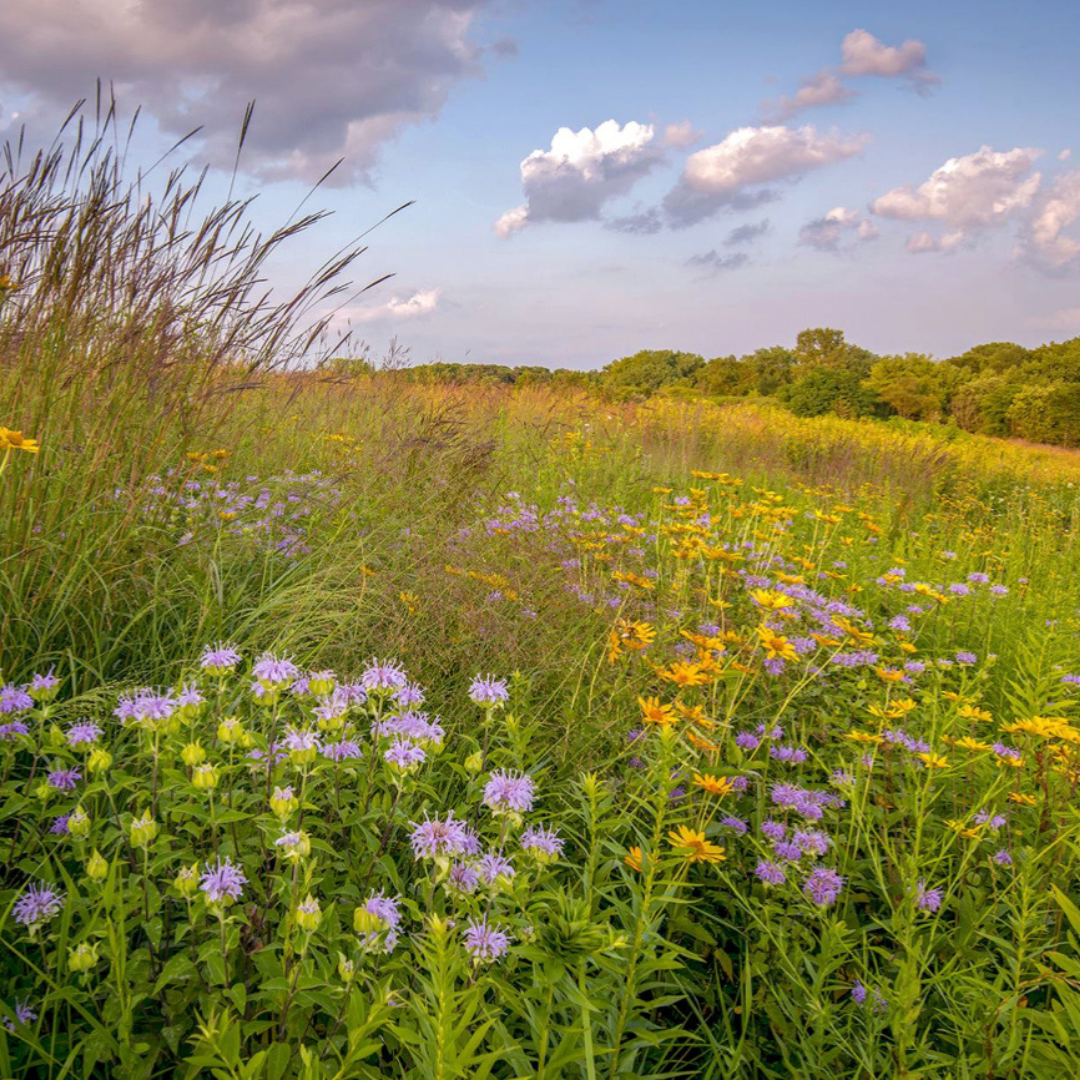 How to Prep an Area for a Pollinator Garden