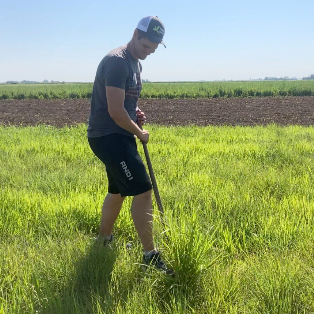 How to Kill Brome (and other cool season grass) in Existing Prairie