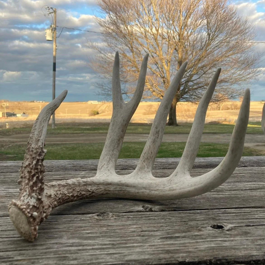 Shed Hunting Habitat