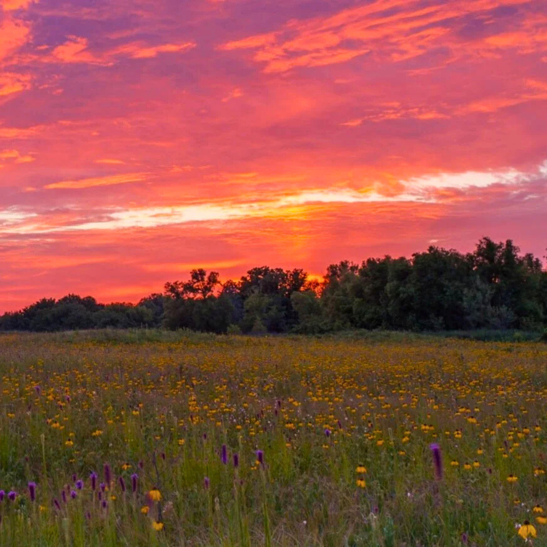 Why Does Conservation Matter Anyway?