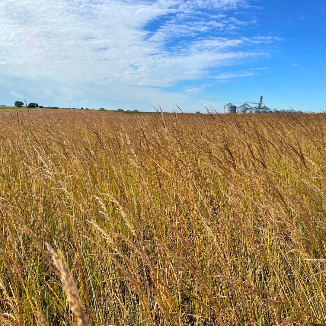 Why Native Prairie Grass Matters in the Midwest?