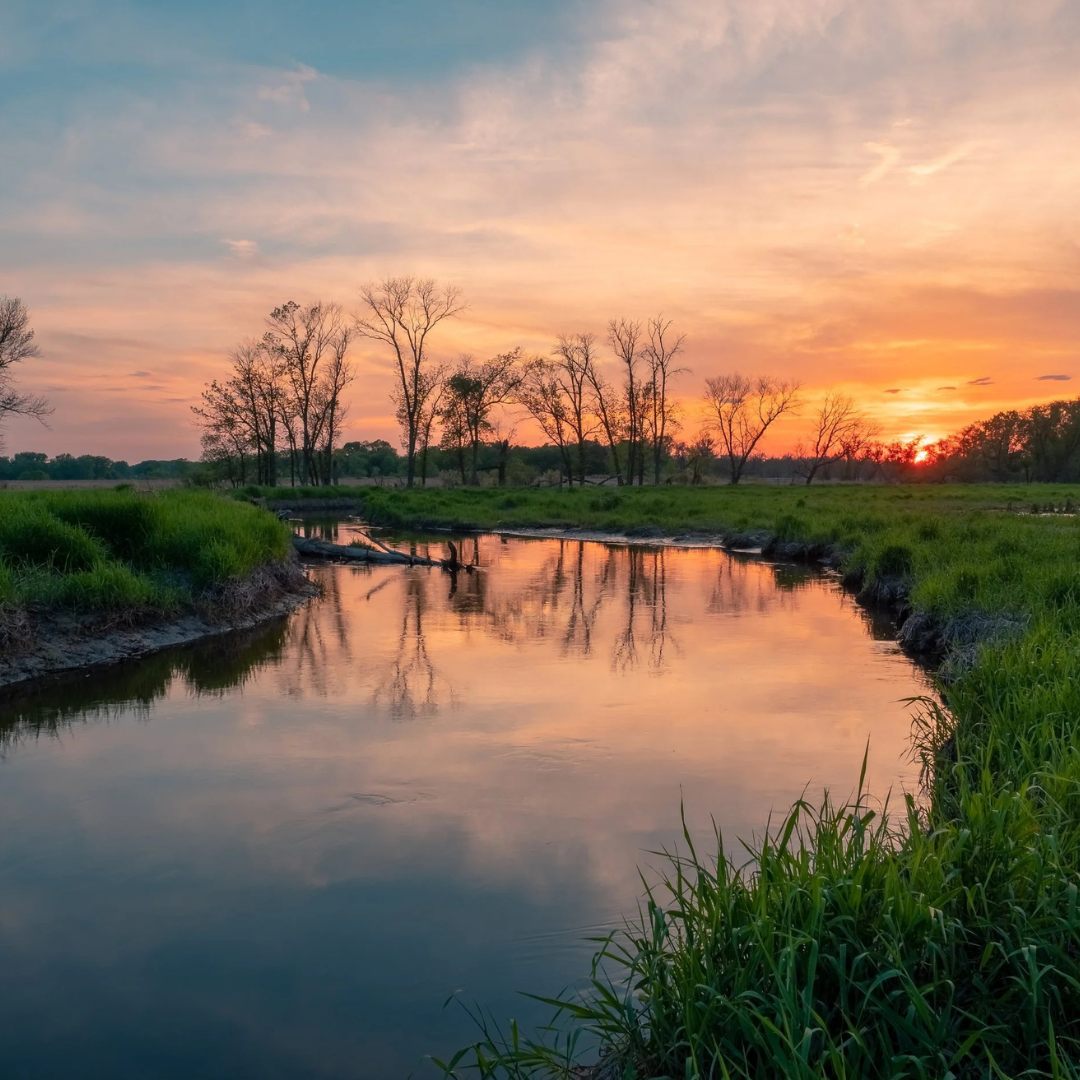 How prairie Helps Conserve Water