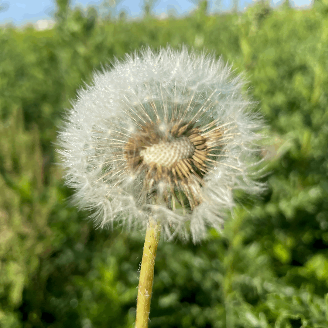 How to Manage Weeds in Your Prairie/Pollinator Garden