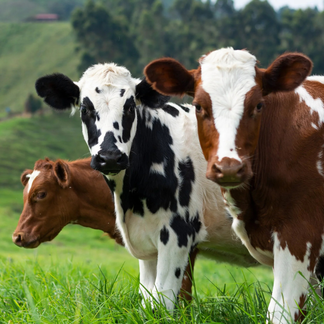 The Best Midwest Natives Grasses and Forbs for Pasture