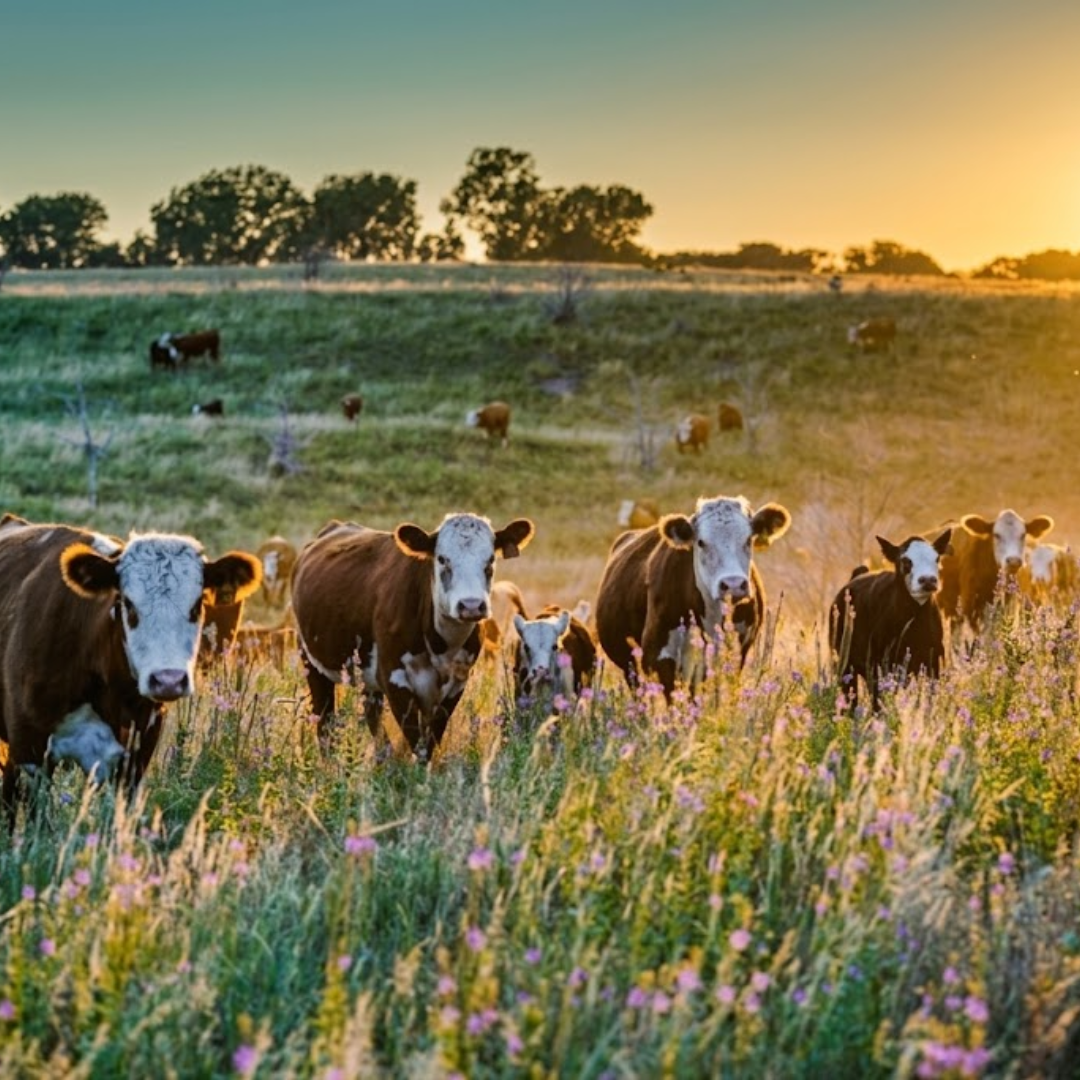 Why Should You Use Native Prairie and Wildflowers as Pasture? – Hoksey ...