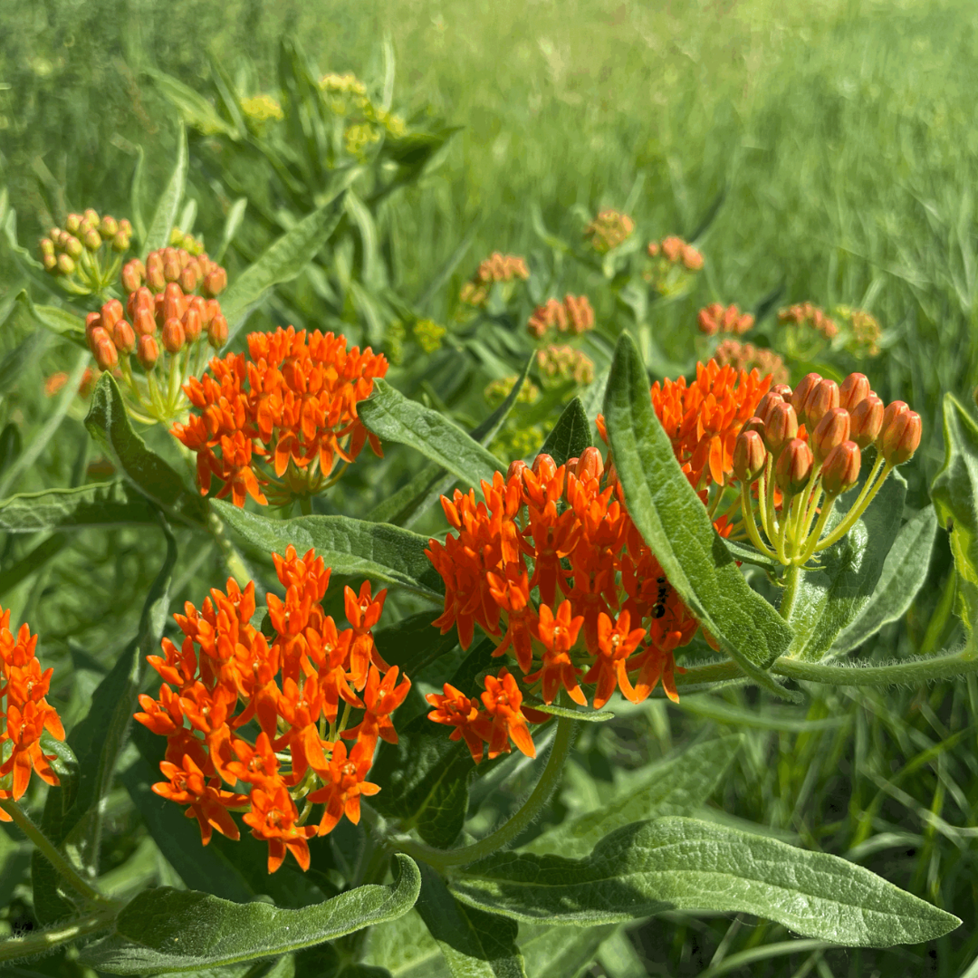 Best Garden Flowers for Iowa
