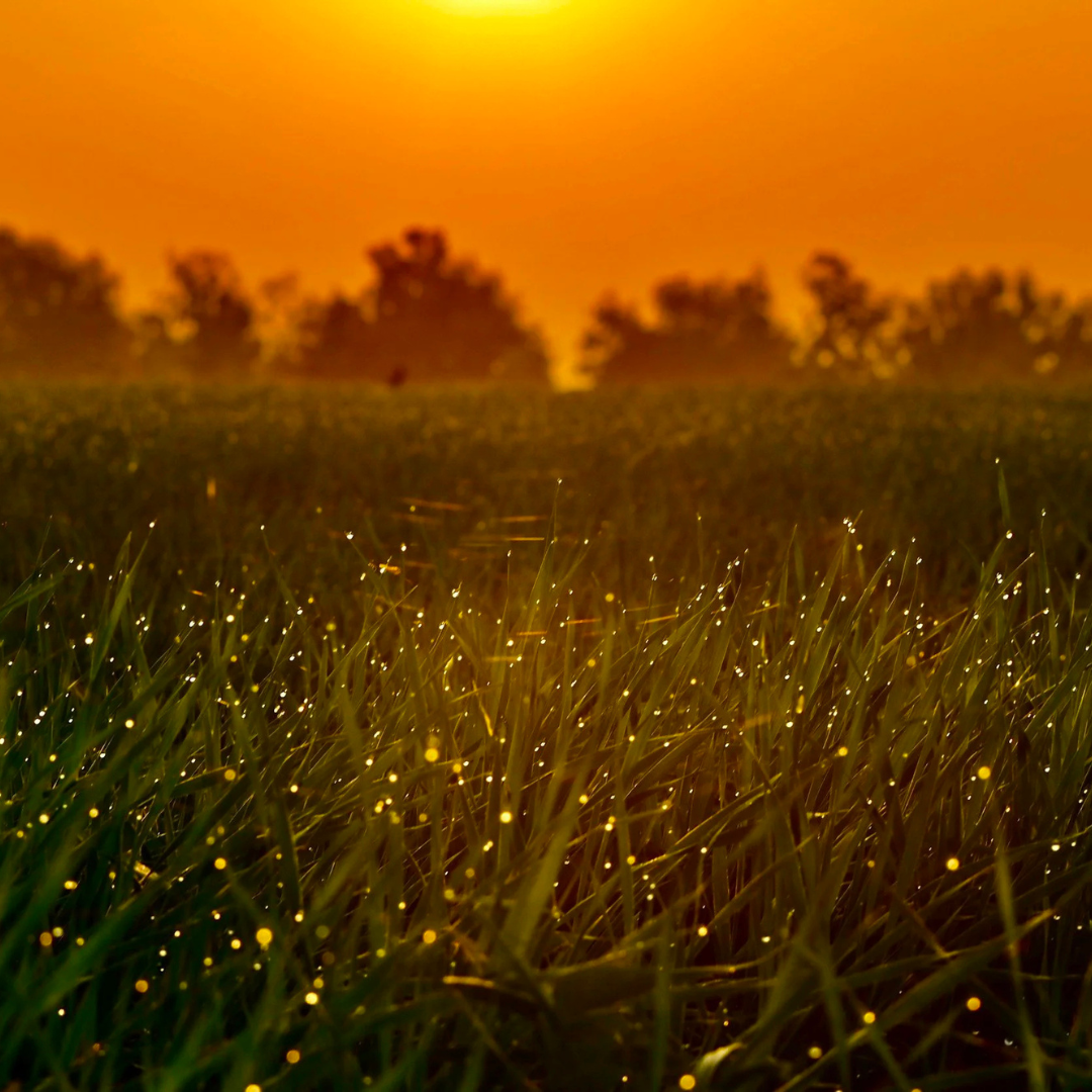 How Native Prairie and Wildflowers Can Save Our Fireflies