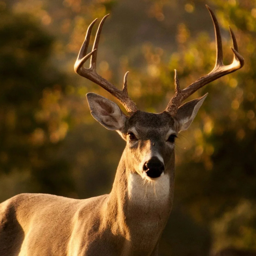 Why Native Plants Are the Key to a Healthier Deer Herd