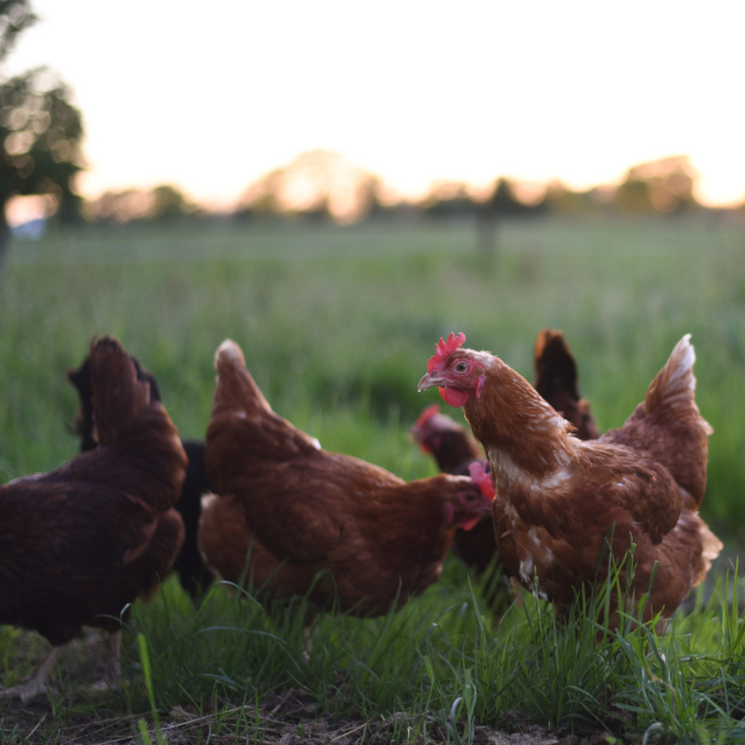 Why a Native Prairie Pasture is the Ultimate Choice for Your Chickens