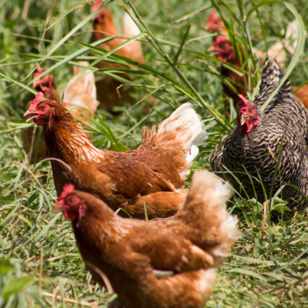 What To Put In Your Chicken’s Native Pasture Blend