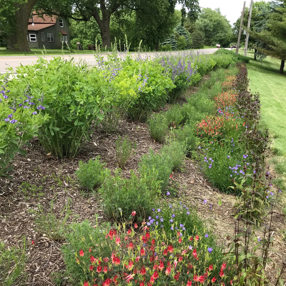Do I Start My Pollinator with Plugs or Seed??