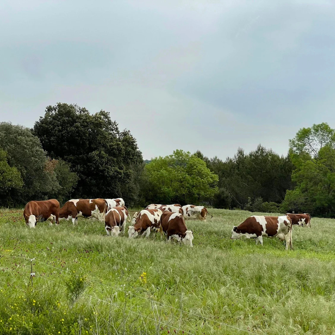 Why Prairie Is BY FAR The Best Diet For Your Livestock