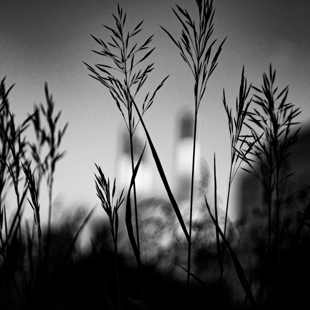 How to Kill Brome in an Established Prairie: When to Burn and When to Spray