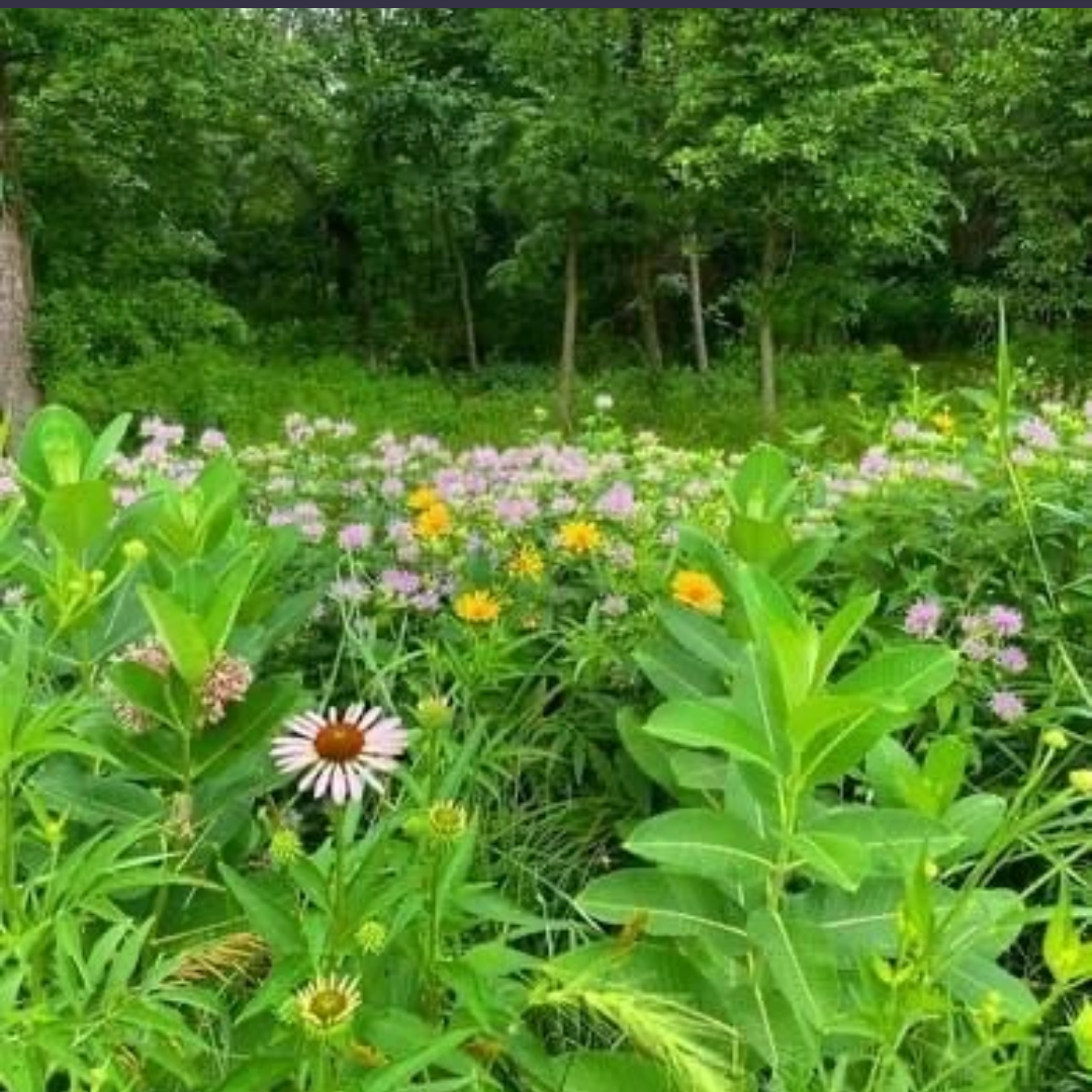Best Time to Plant Native Prairie Seed in Iowa and the Midwest (Month by Month)