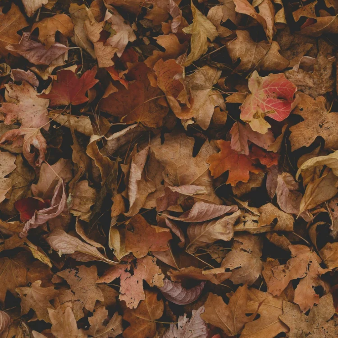How to Build a Brush Pile for Wildlife (And Why Your Yard Needs One)