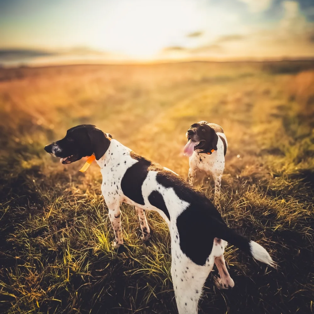 Bird Dog Safe Habitat Mixes: How to Avoid Grass Awn Injuries in Your Hunting Dog