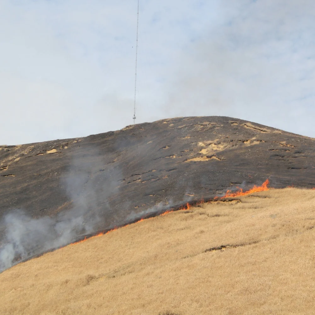 What You Need to Know for Burning Native Prairie