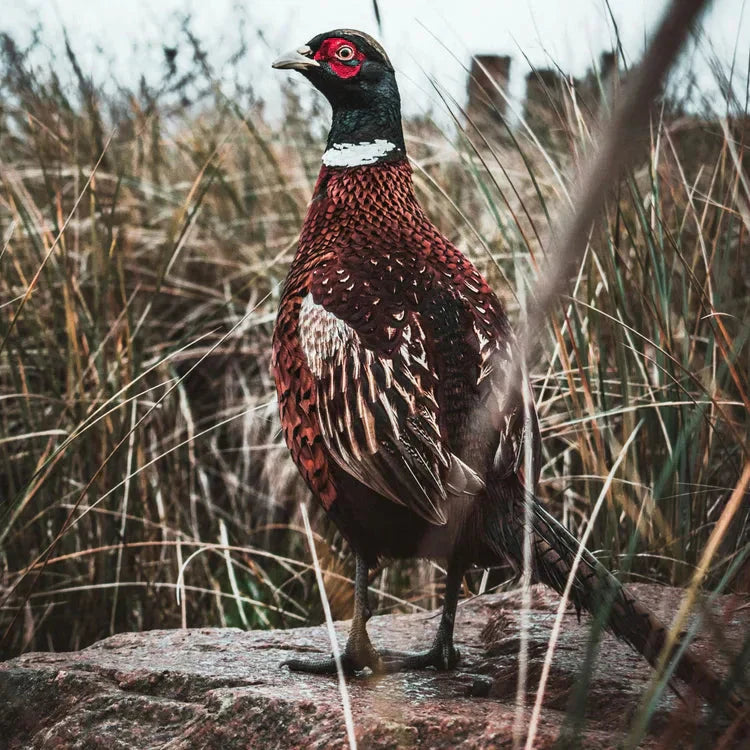 What is the Best Prairie Mix for Pheasants?
