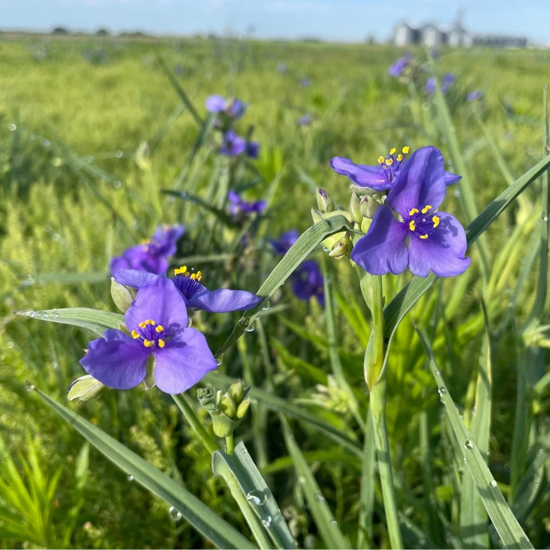 How to Pick the Correct Mix for Your Pollinator Garden