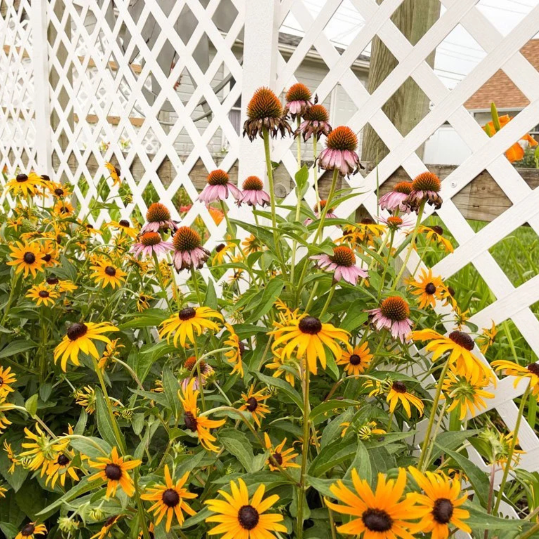 Best Way to Plant Native Grasses and Flowers