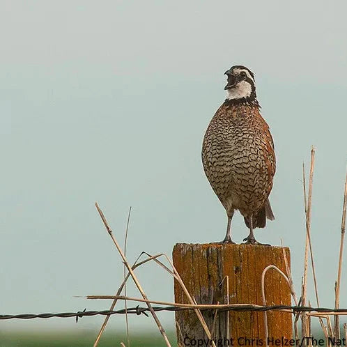 Bobwhite Quail Habitat: Structure Beats Acreage