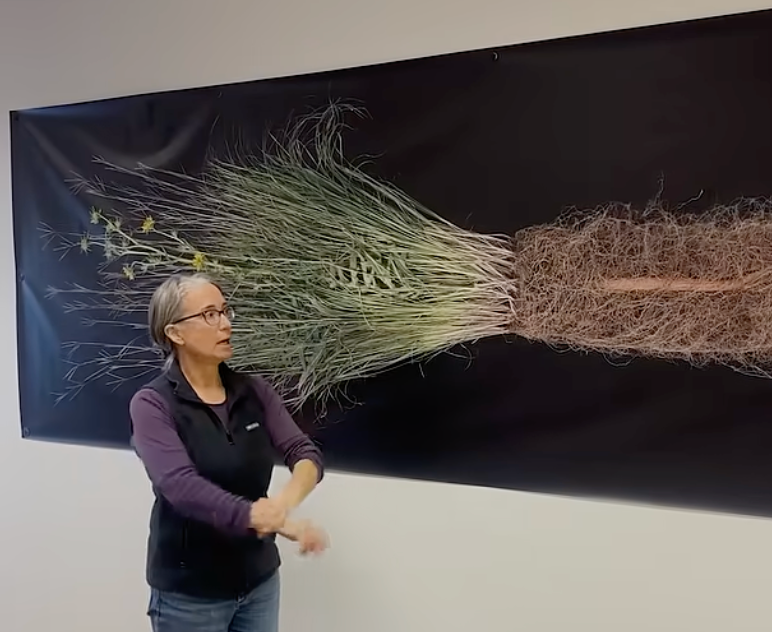 9 Prairie Plants with the Deepest Roots (And Why They Matter)
