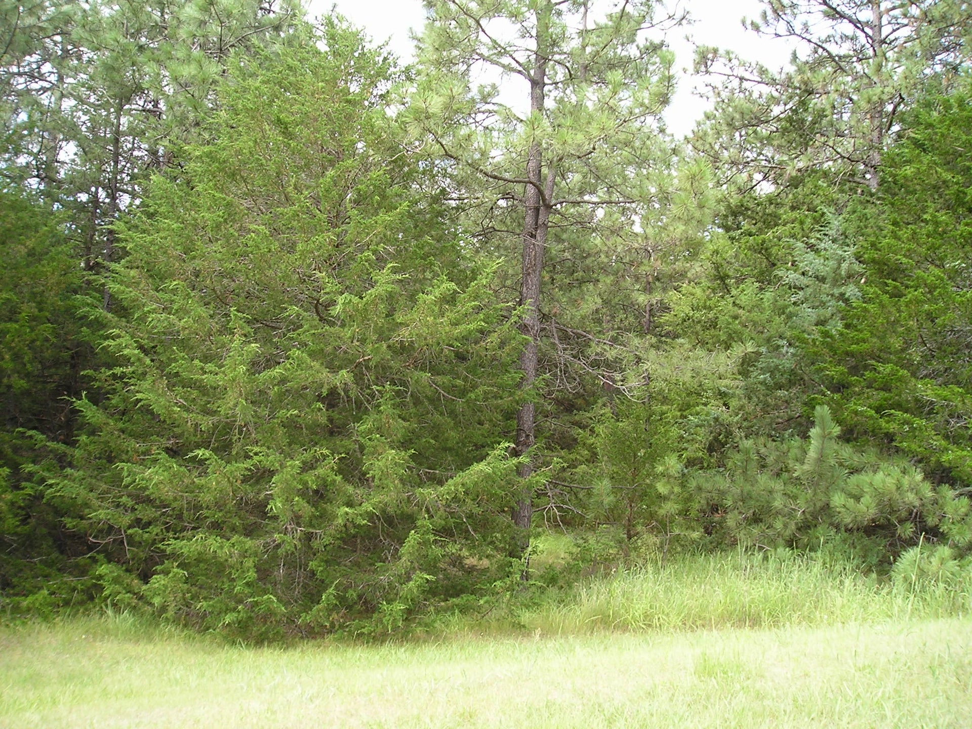 How To Fight Woody Encroachment and Shrubs Without Tordon