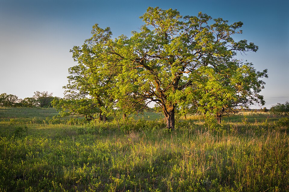 What Trees Actually Belonged in the Prairie