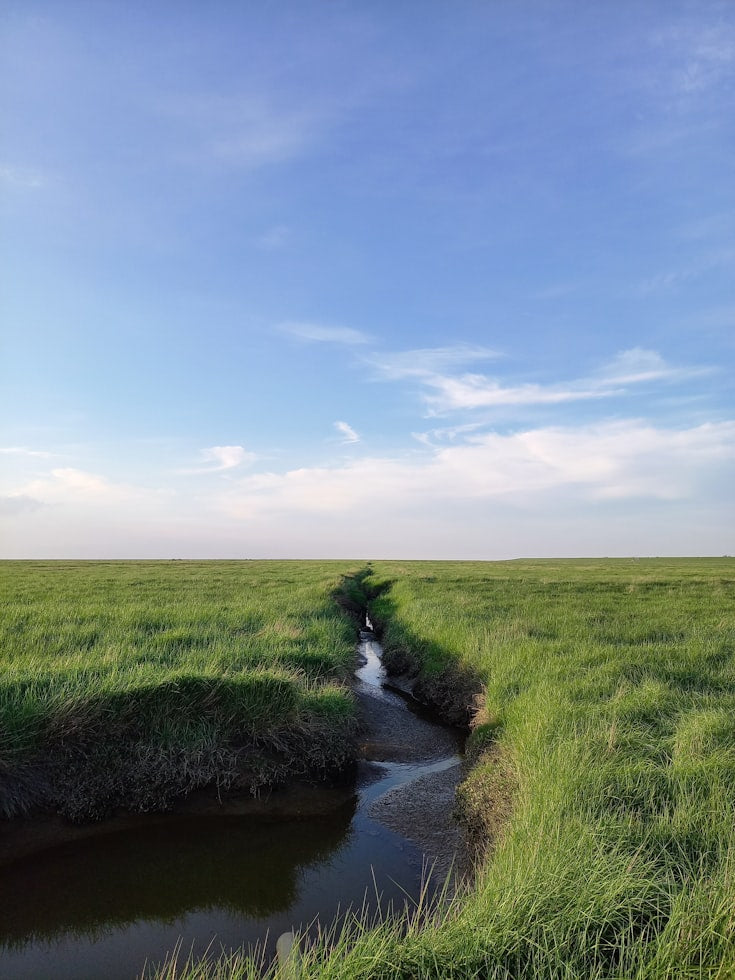 How Prairie Roots Improve Midwest Water Quality Better Than Corn