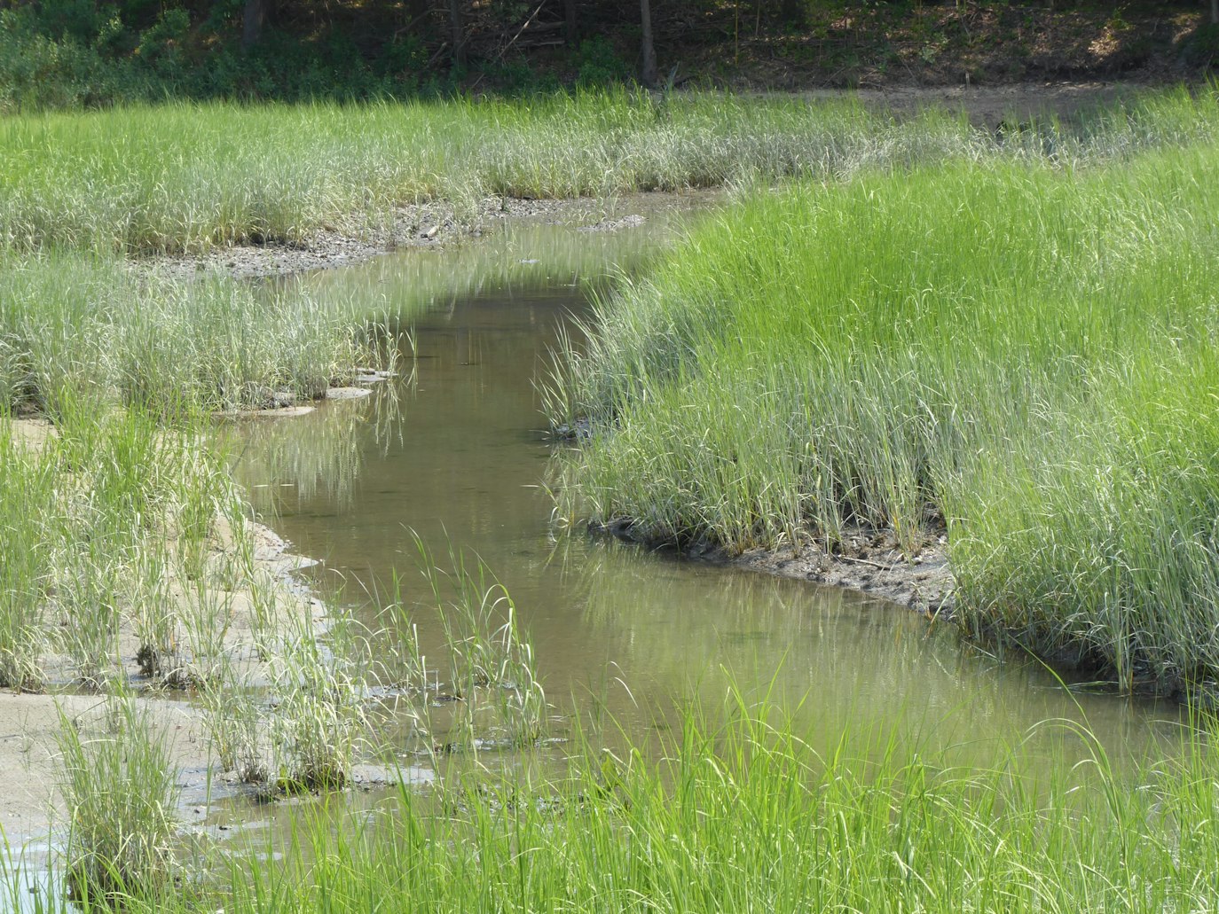 Native Grass Buffer Strips: How to Plant Them and Their Benefits