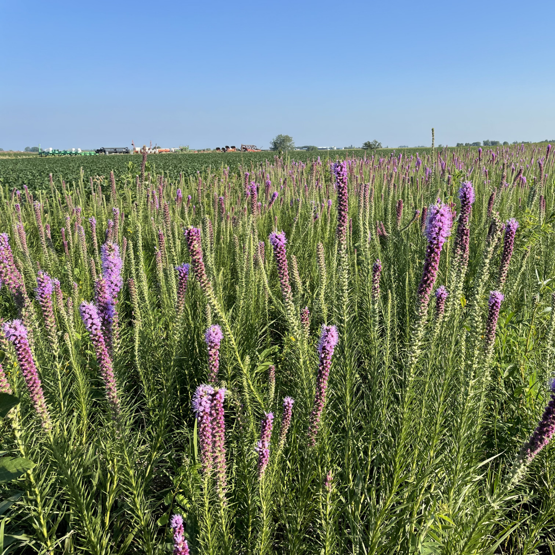 BACKYARD PRAIRIE MIXES