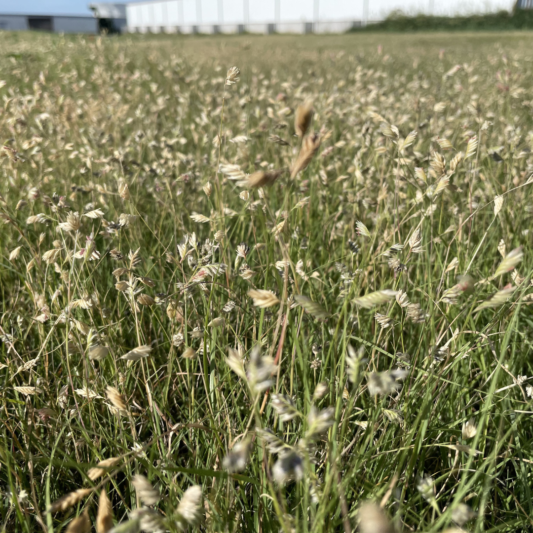 COVER CROP MIXES