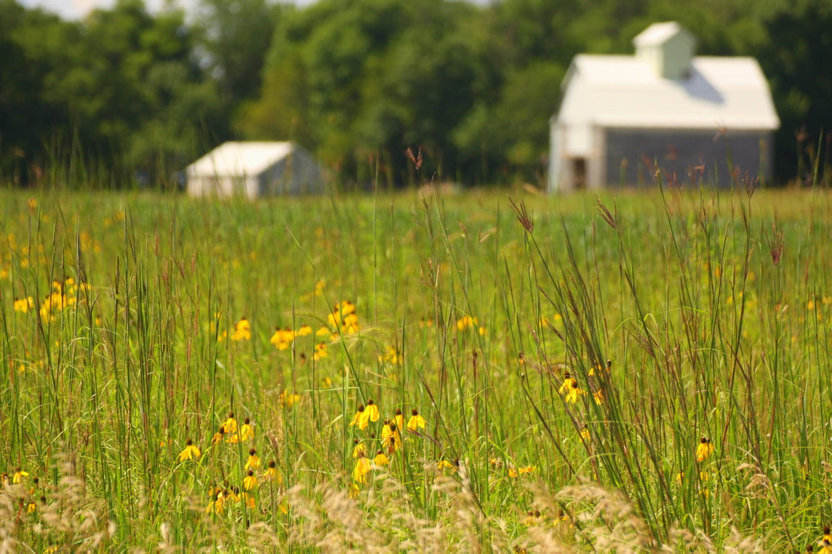 Native Pasture Diverse Mix