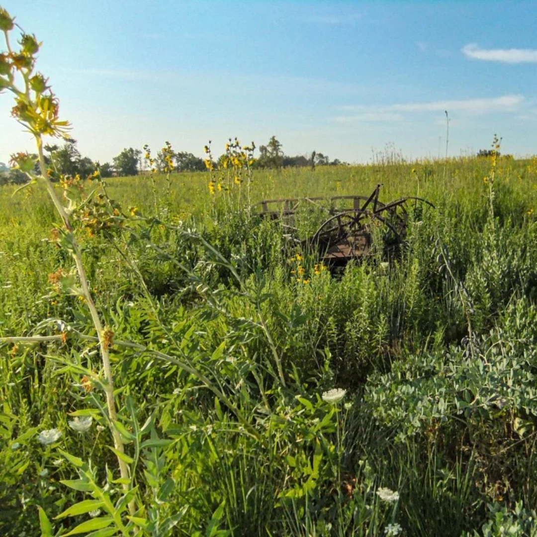 Tall Backyard Prairie