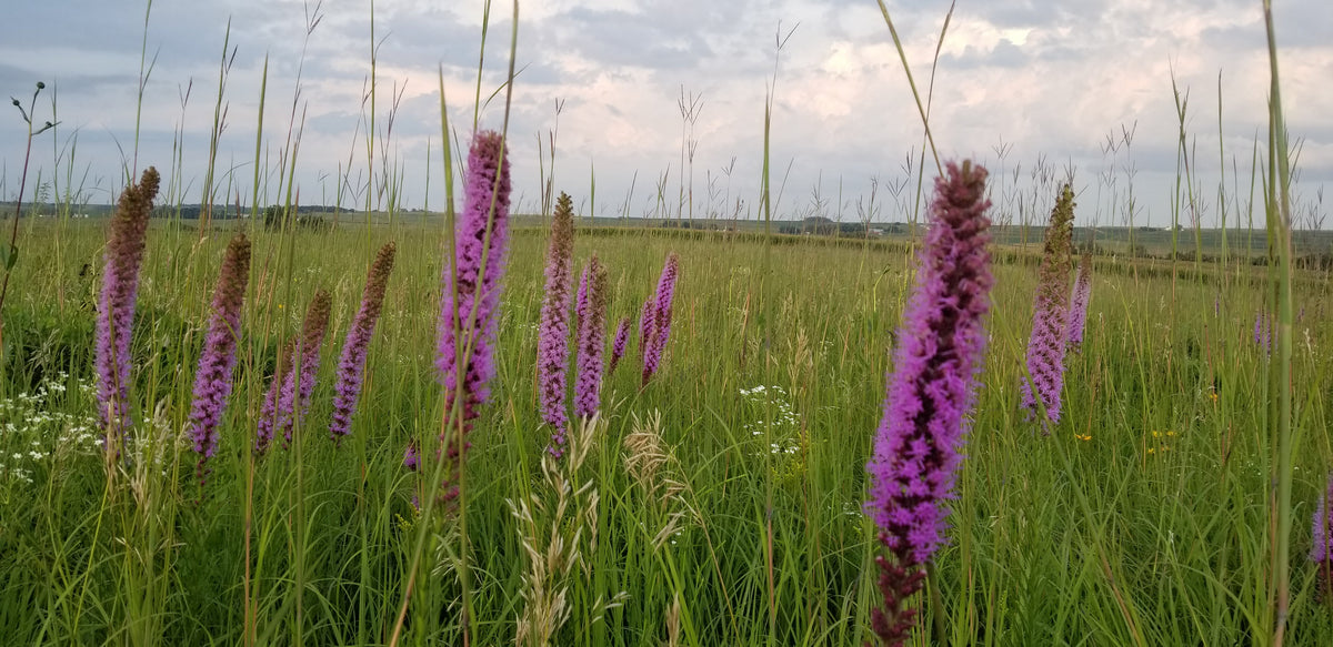 Native Pasture Diverse Mix