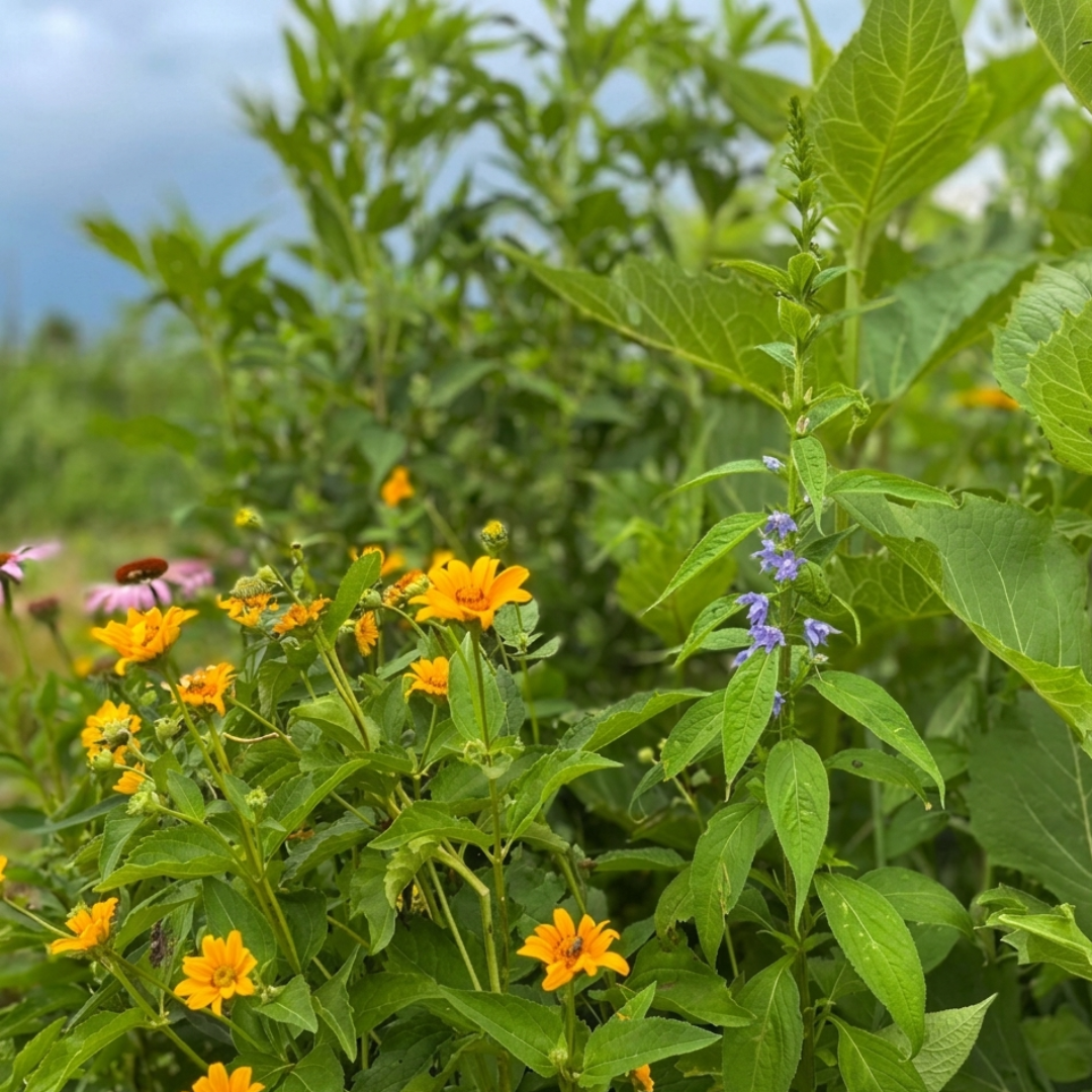 Tall Backyard Pollinator