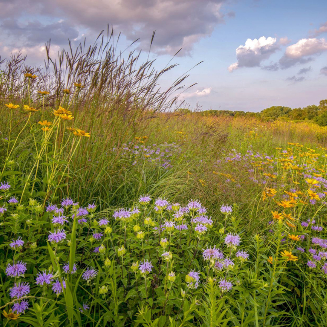 Tall Backyard Prairie