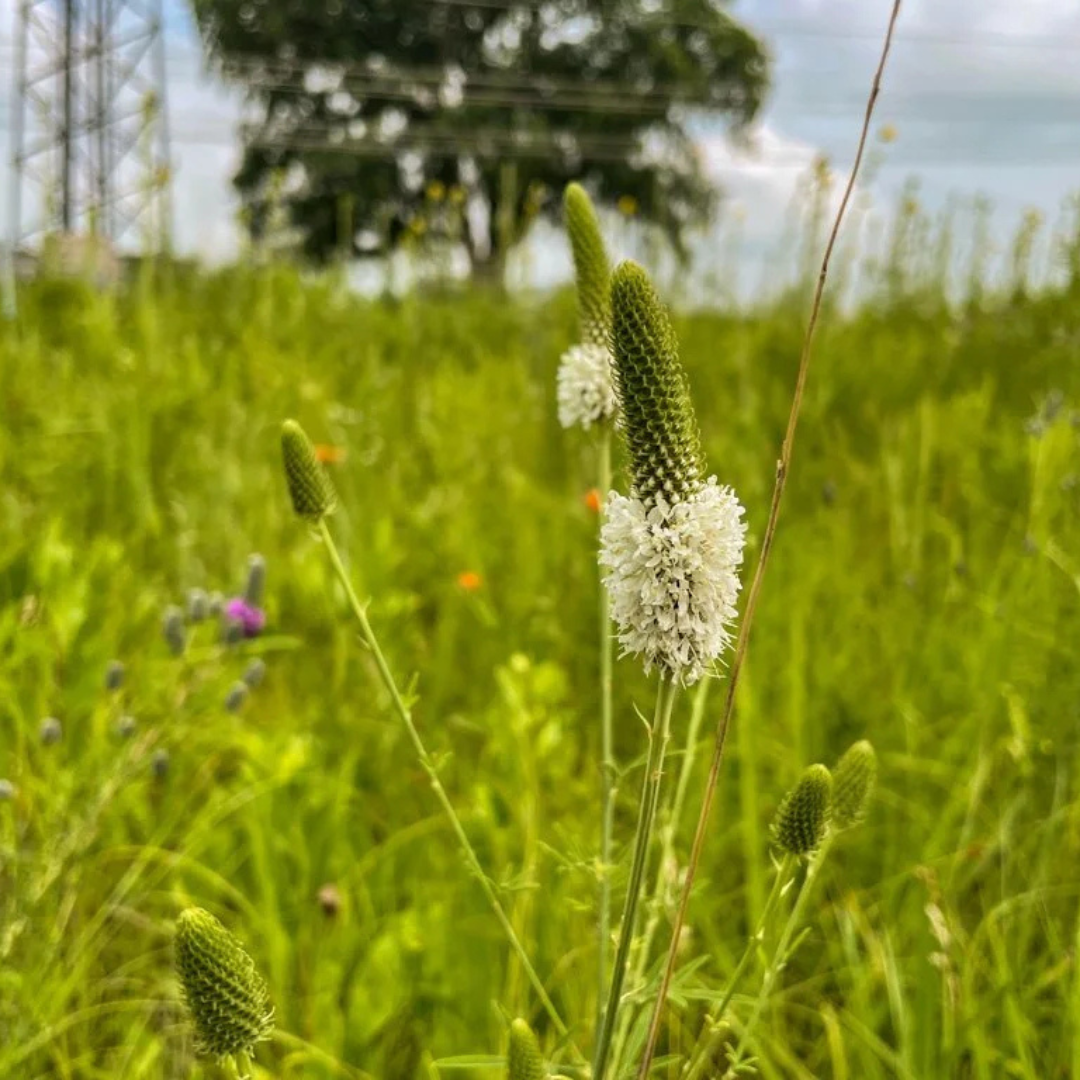 Short Backyard Pollinator